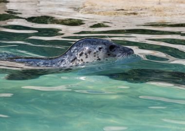 sea lion in the water