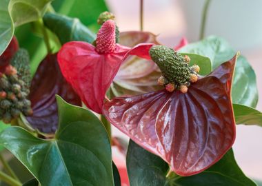 red  anthurium in the vase