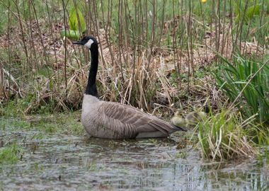 Goose Protecting Goslings