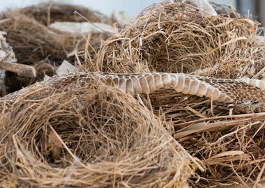 birds nest and snake skin