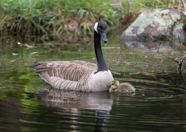 Mother Goose and Child