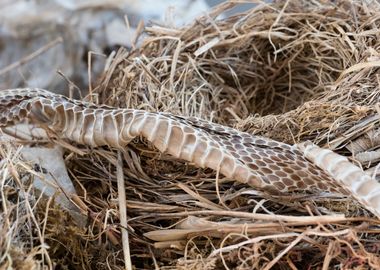 birds nest and snake skin