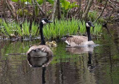 Family of Geese