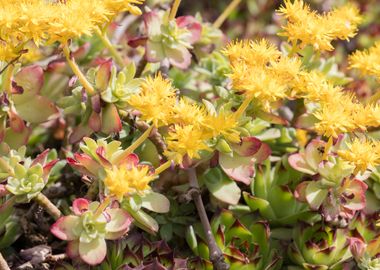 sedum in bloom on rock