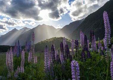 Meadow by the Mountains