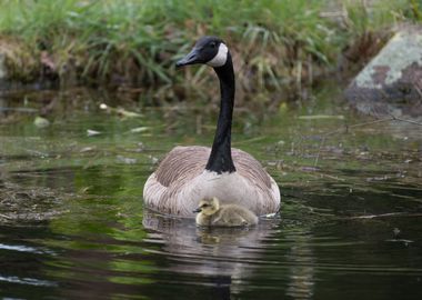 Mothers Love