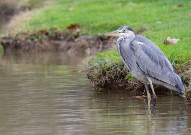 heron in autumn