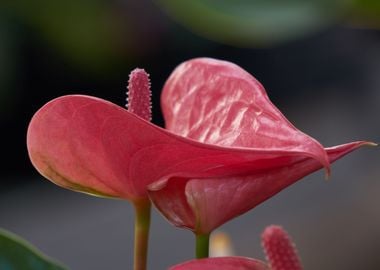 red  anthurium in the vase