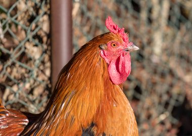 rooster in the farm