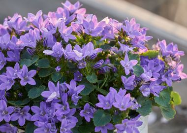 purple flowers