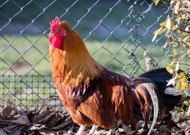 rooster in the farm