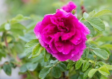 raindrops on the rose