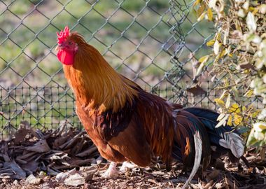 rooster in the farm