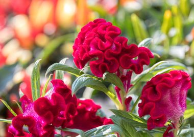 red celosia cristata 