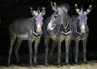 Three Zebras Animals