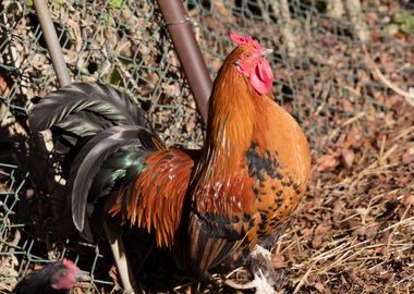 rooster in the farm