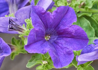 bellflower in bloom