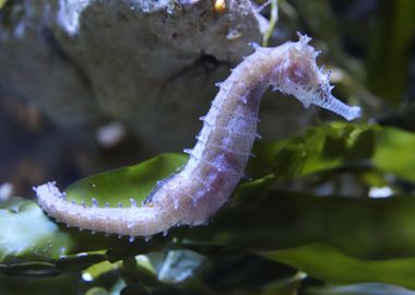 Sea horse 