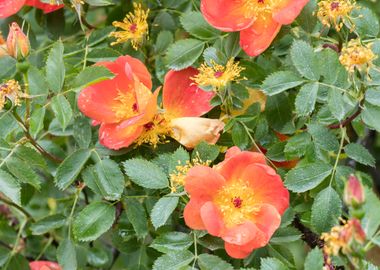 raindrops on the rose