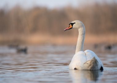 Swan lake 