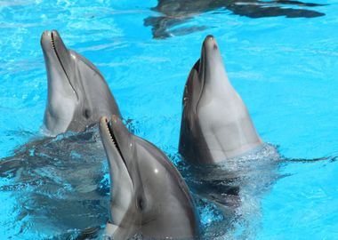 Dolphin congregation 