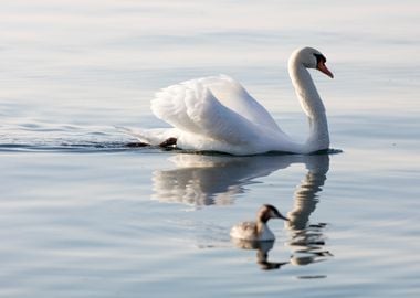 swan spreads its wings 