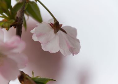 pink flowers on tree