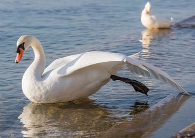 swan spreads its wings 