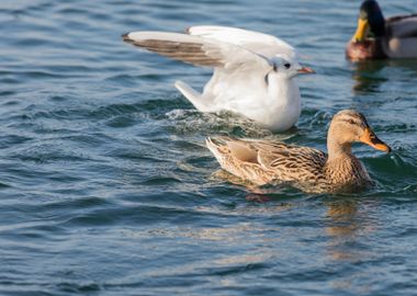 swan spreads its wings 