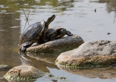 freshwater turtle