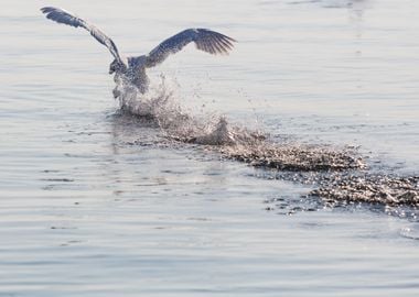 swan spreads its wings 