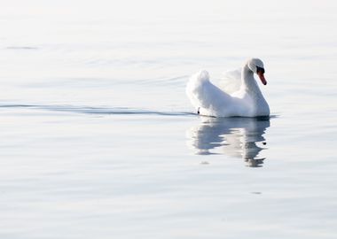 swan spreads its wings 