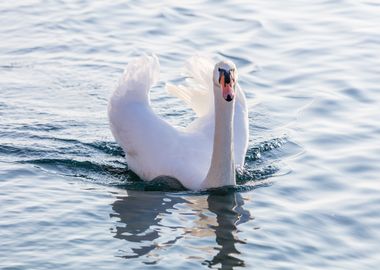 swan spreads its wings 