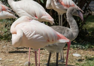 pink flamingo in the farm