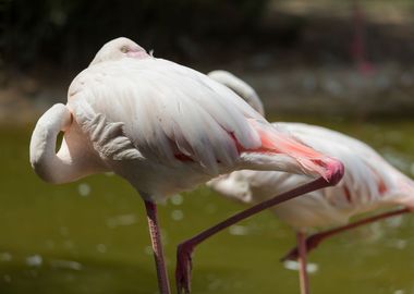 pink flamingo in the farm