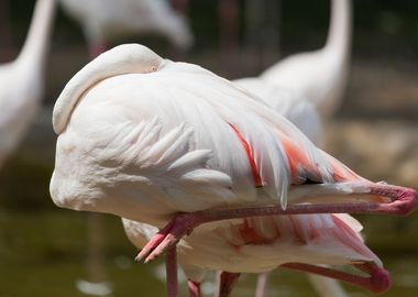 pink flamingo in the farm