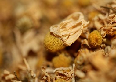 Camomile dried flowers