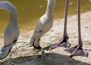 pink flamingo in the farm