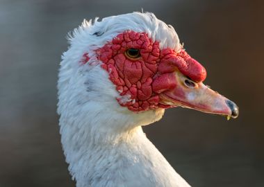 Muscovy duck on pond