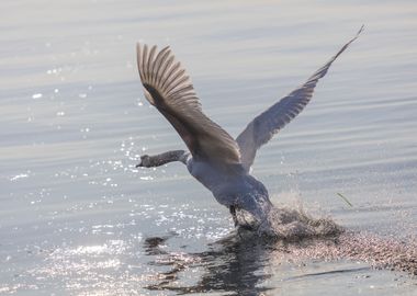 swan spreads its wings 