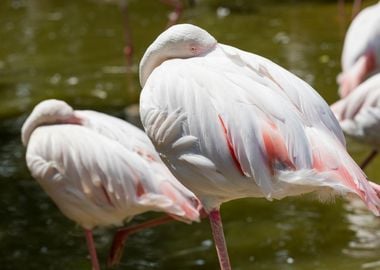 pink flamingo in the farm