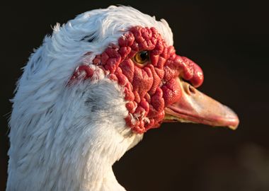 Muscovy duck on pond