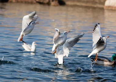 swan spreads its wings 