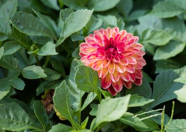 dahlia in spring season