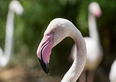 pink flamingo in the farm