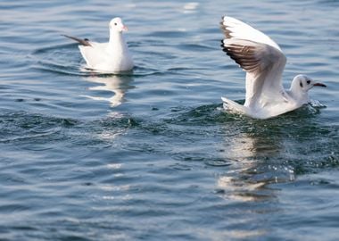 swan spreads its wings 