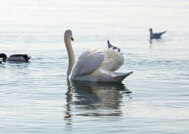 swan spreads its wings 