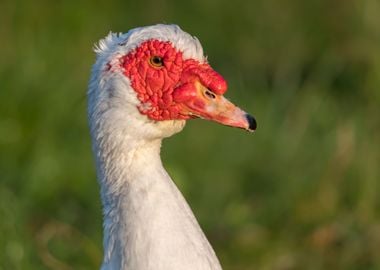 Muscovy duck on pond