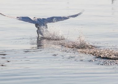 swan spreads its wings 