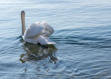 swan spreads its wings 